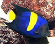 Asfur Angel Fish
